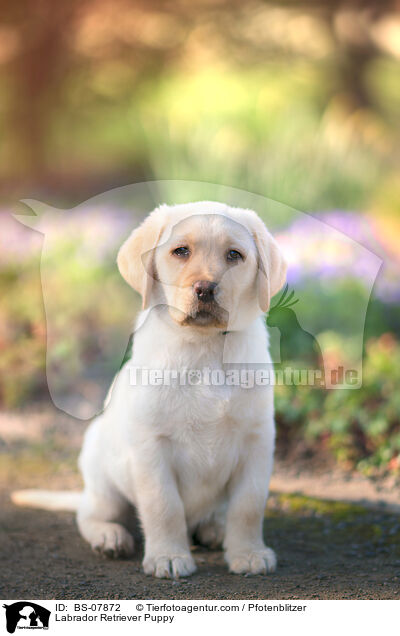 Labrador Retriever Puppy / BS-07872