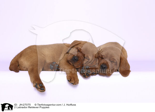 2 Labrador Retriever Puppies / JH-27075