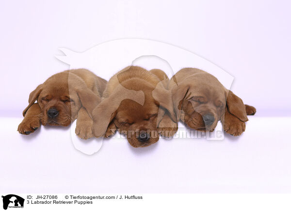 3 Labrador Retriever Puppies / JH-27086