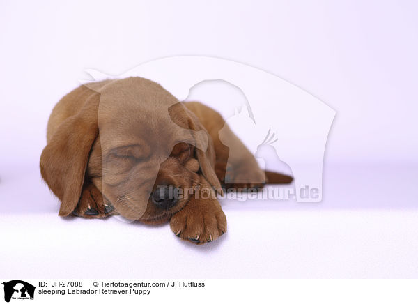 sleeping Labrador Retriever Puppy / JH-27088