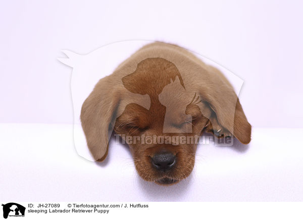 sleeping Labrador Retriever Puppy / JH-27089