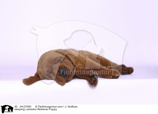 sleeping Labrador Retriever Puppy / JH-27090
