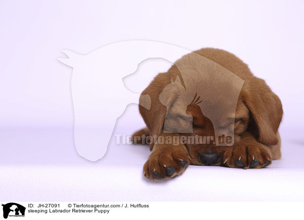 sleeping Labrador Retriever Puppy / JH-27091