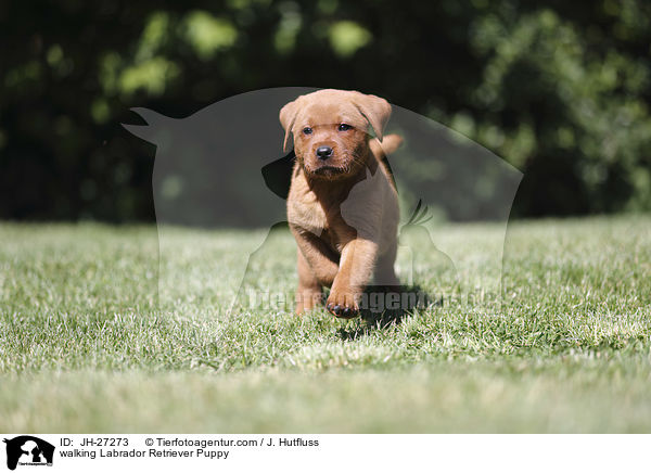 walking Labrador Retriever Puppy / JH-27273