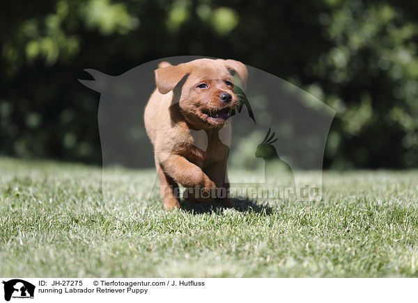 running Labrador Retriever Puppy / JH-27275