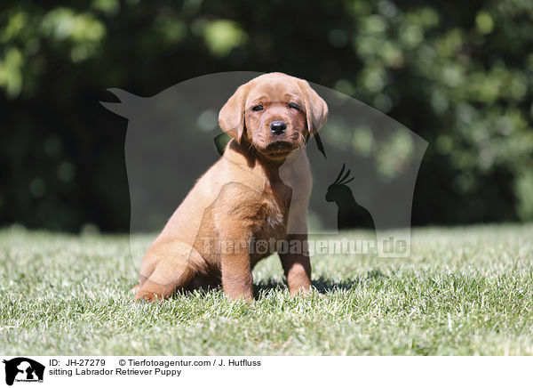 sitting Labrador Retriever Puppy / JH-27279