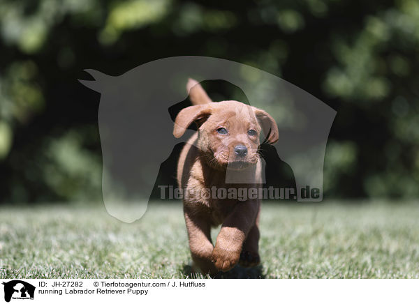 running Labrador Retriever Puppy / JH-27282