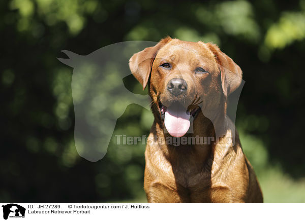 Labrador Retriever Portrait / JH-27289