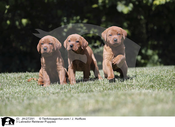 3 Labrador Retriever Puppies / JH-27291