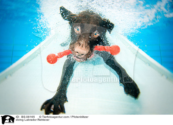 diving Labrador Retriever / BS-08165