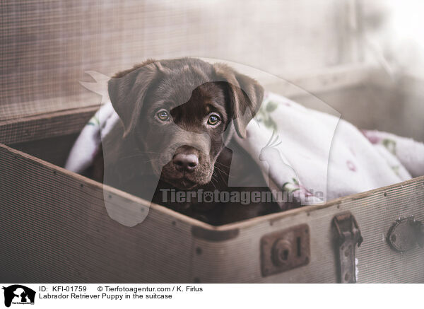 Labrador Retriever Puppy in the suitcase / KFI-01759