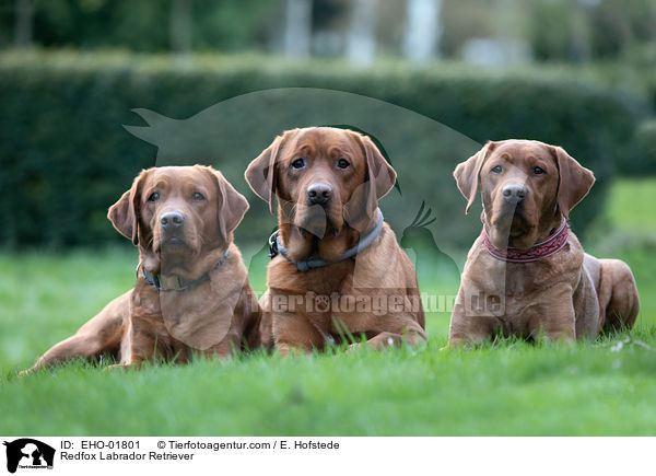 Redfox Labrador Retriever / EHO-01801