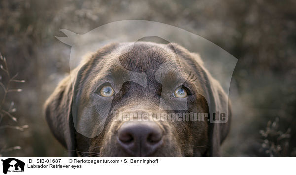 Labrador Retriever eyes / SIB-01687
