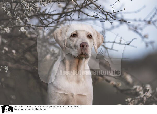 blonde Labrador Retriever / LB-01837
