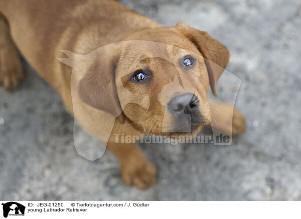 young Labrador Retriever / JEG-01250