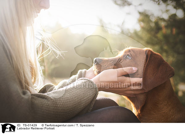 Labrador Retriever Portrait / TS-01429