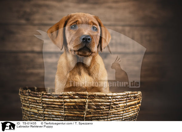 Labrador Retriever Puppy / TS-01435