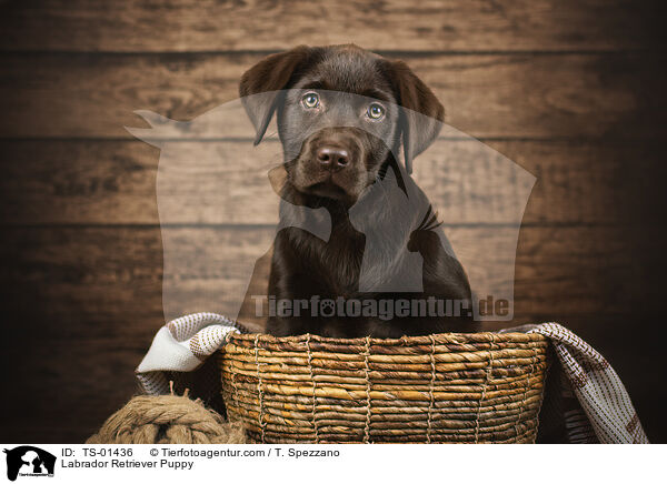 Labrador Retriever Puppy / TS-01436