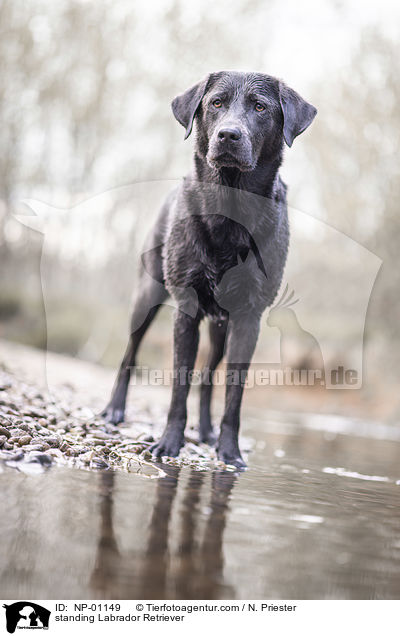 stehender Labrador Retriever / standing Labrador Retriever / NP-01149