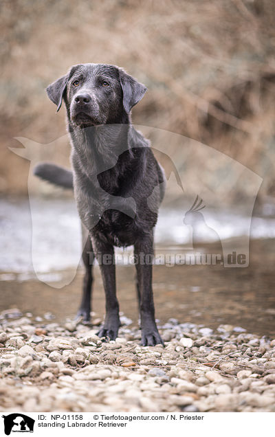 stehender Labrador Retriever / standing Labrador Retriever / NP-01158