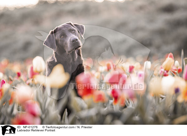 Labrador Retriever Portrait / NP-01276