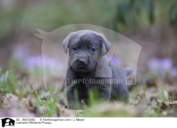 Labrador Retriever Puppy / JM-03383