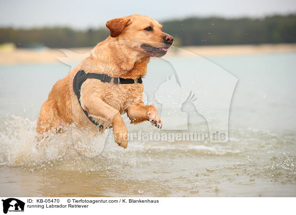 running Labrador Retriever / KB-05470