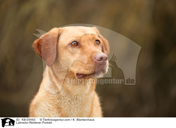 Labrador Retriever Portrait / KB-05483