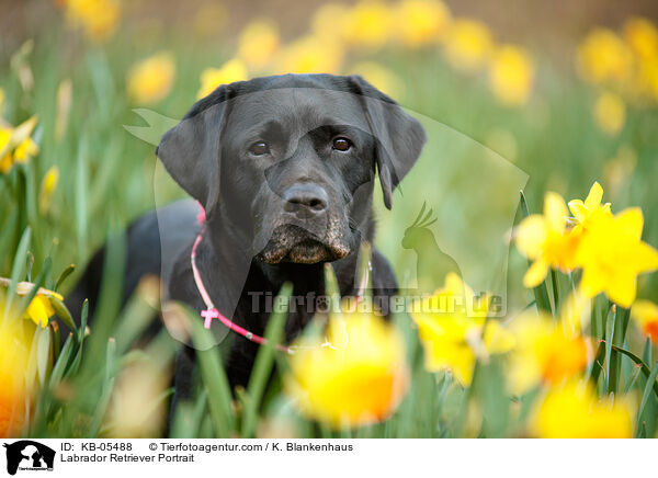 Labrador Retriever Portrait / KB-05488