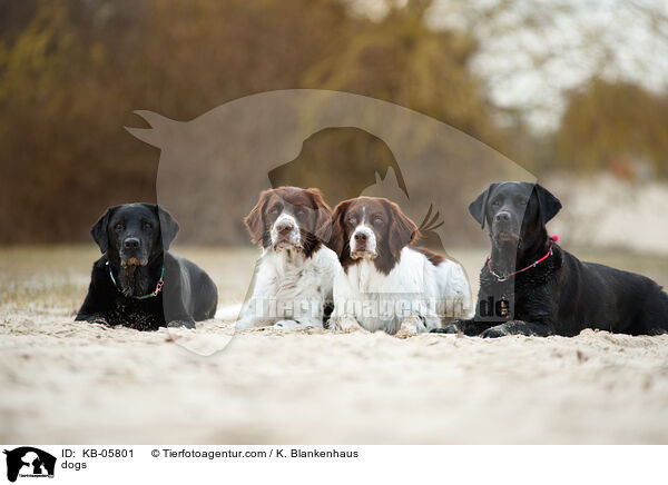 dogs / KB-05801