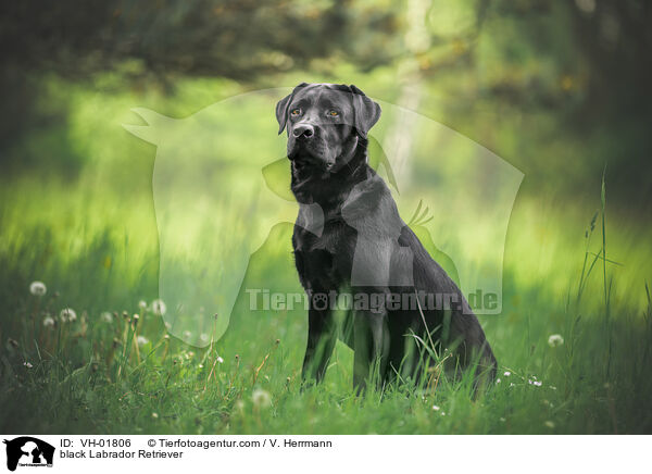 black Labrador Retriever / VH-01806