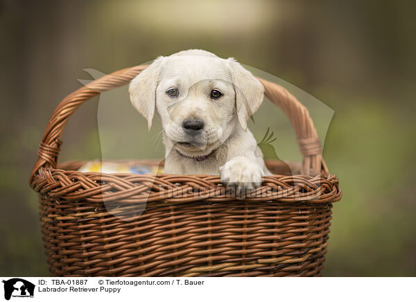 Labrador Retriever Puppy / TBA-01887