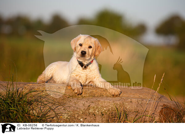 Labrador Retriever Puppy / KB-06258