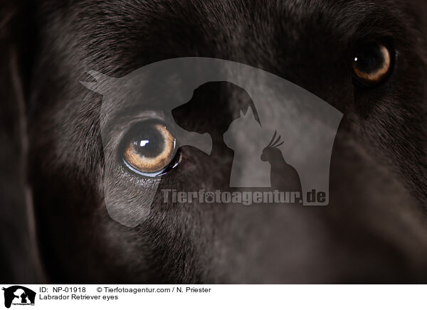 Labrador Retriever eyes / NP-01918