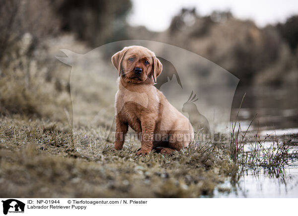 Labrador Retriever Puppy / NP-01944