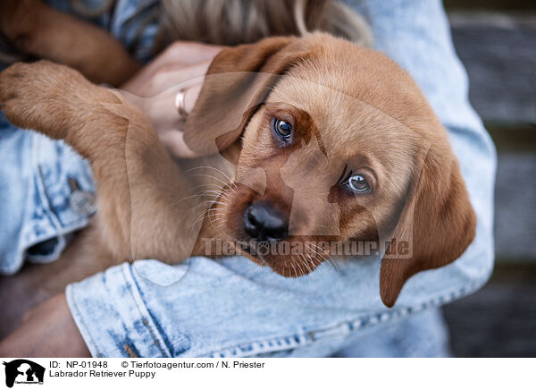 Labrador Retriever Puppy / NP-01948