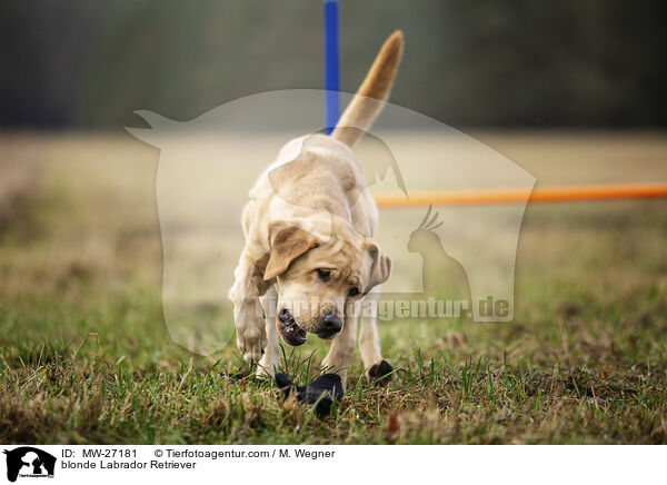 blonde Labrador Retriever / MW-27181