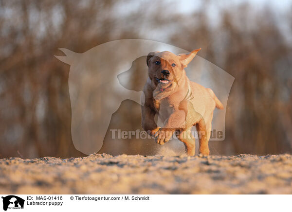 Labrador puppy / MAS-01416
