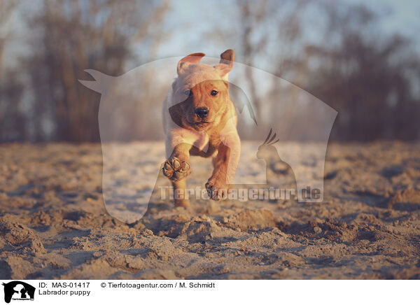 Labrador puppy / MAS-01417
