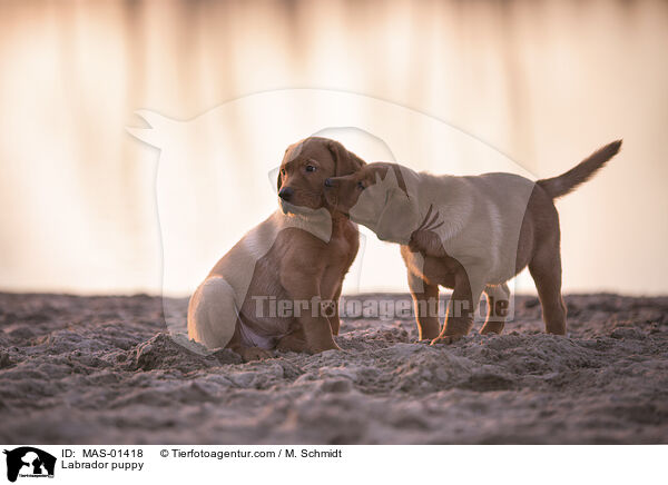 Labrador puppy / MAS-01418