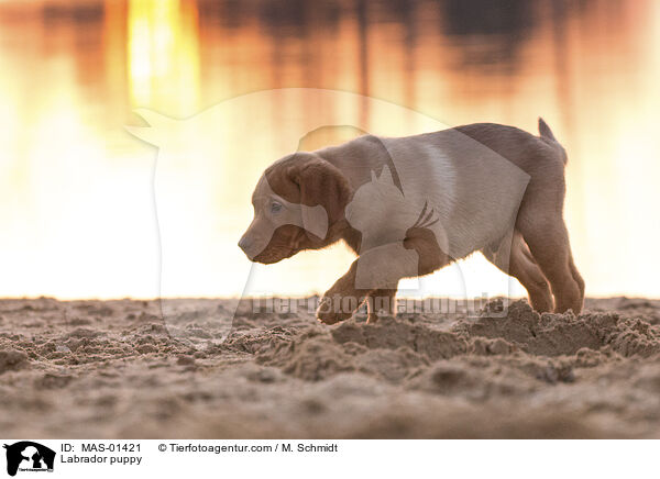 Labrador puppy / MAS-01421