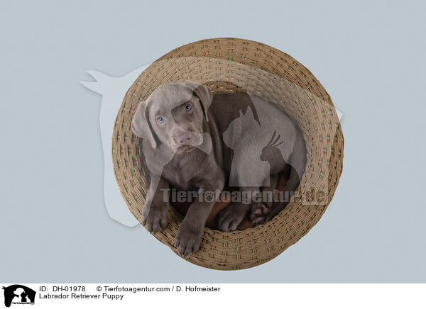 Labrador Retriever Puppy / DH-01978