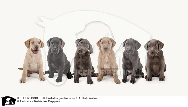6 Labrador Retriever Welpen / 6 Labrador Retriever Puppies / DH-01999