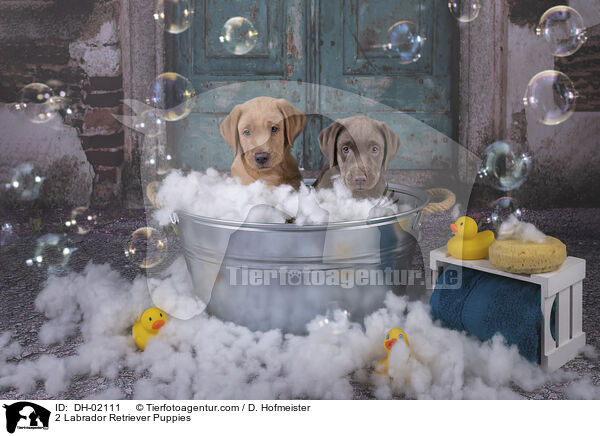 2 Labrador Retriever Puppies / DH-02111