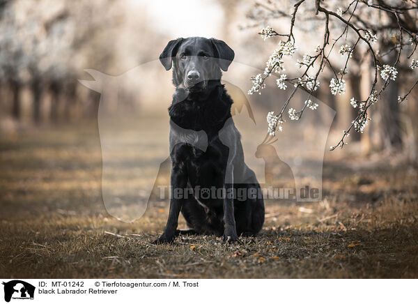 schwarzer Labrador Retriever / black Labrador Retriever / MT-01242