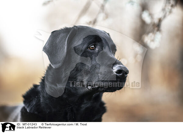 schwarzer Labrador Retriever / black Labrador Retriever / MT-01243