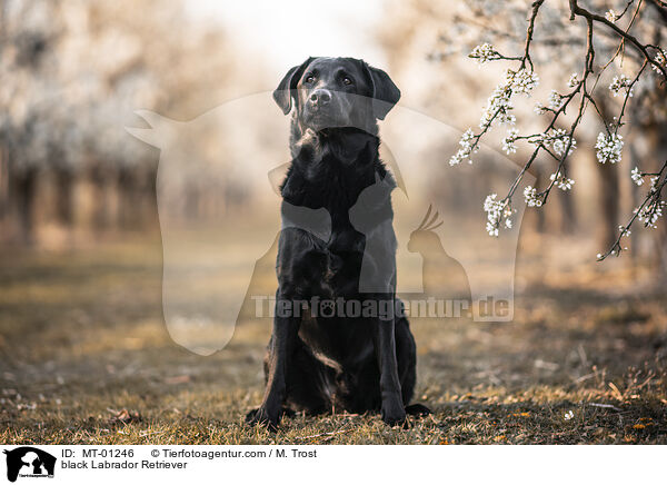 schwarzer Labrador Retriever / black Labrador Retriever / MT-01246
