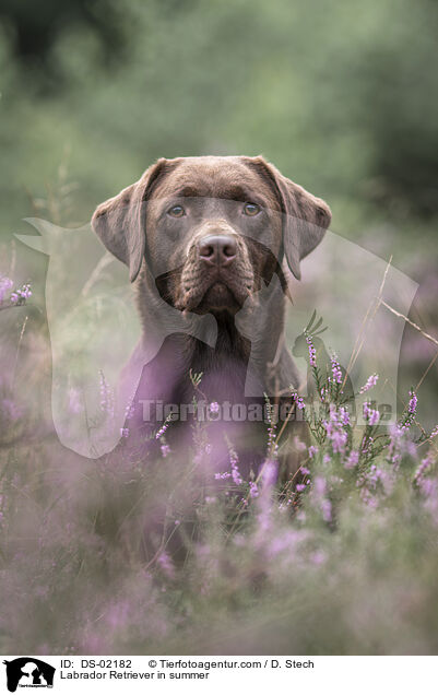 Labrador Retriever in summer / DS-02182