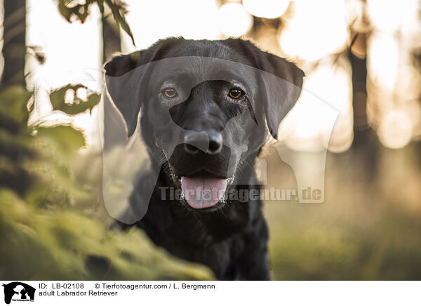 erwachsener Labrador Retriever / adult Labrador Retriever / LB-02108