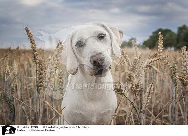Labrador Retriever Portrait / Labrador Retriever Portrait / AK-01236